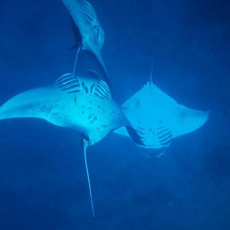 Mai Dive' Astrolabe Reef Resort Naqara Bagian luar foto