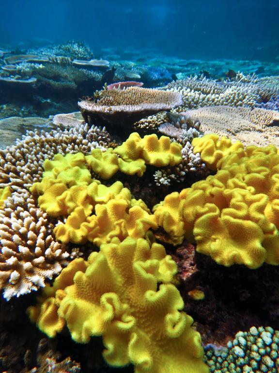 Mai Dive' Astrolabe Reef Resort Naqara Bagian luar foto