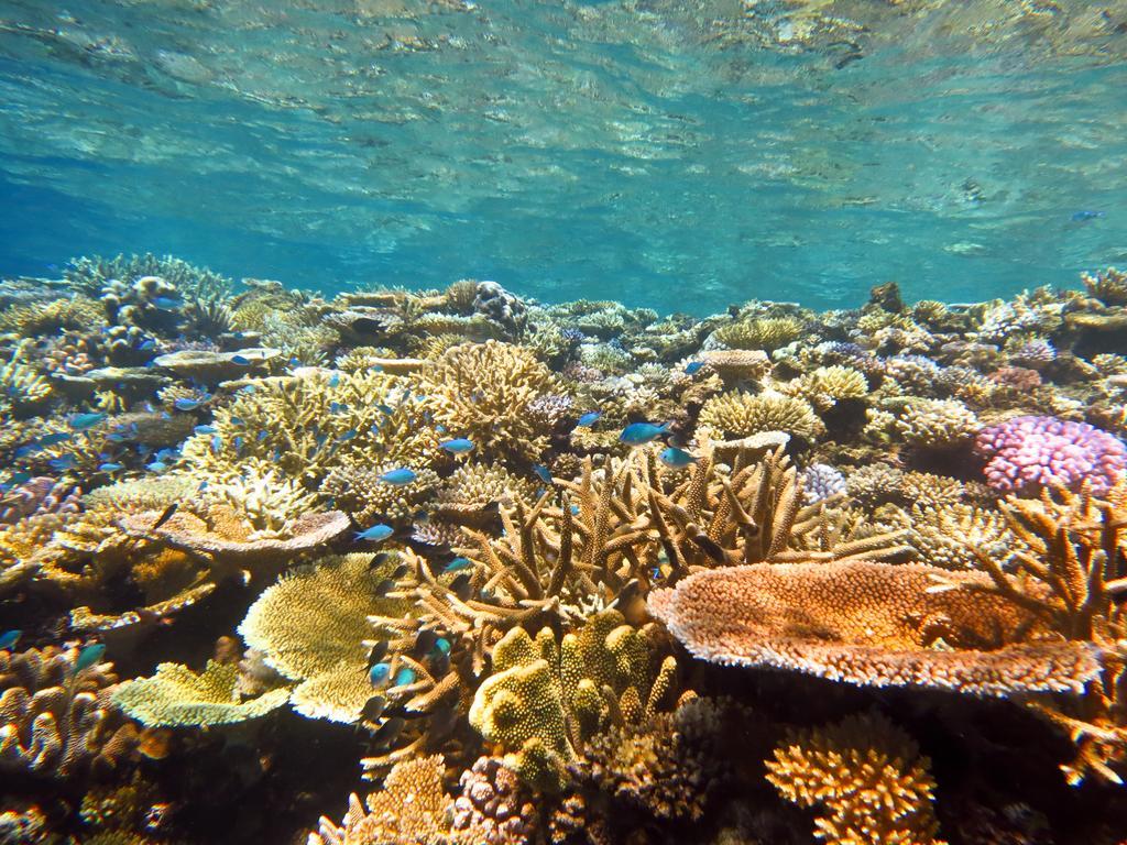 Mai Dive' Astrolabe Reef Resort Naqara Bagian luar foto