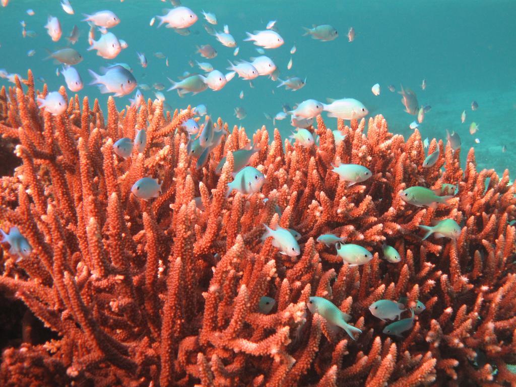 Mai Dive' Astrolabe Reef Resort Naqara Bagian luar foto