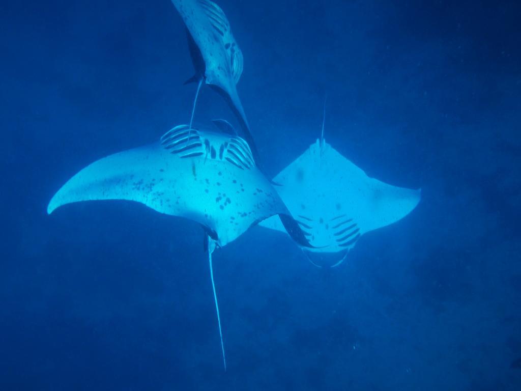 Mai Dive' Astrolabe Reef Resort Naqara Bagian luar foto