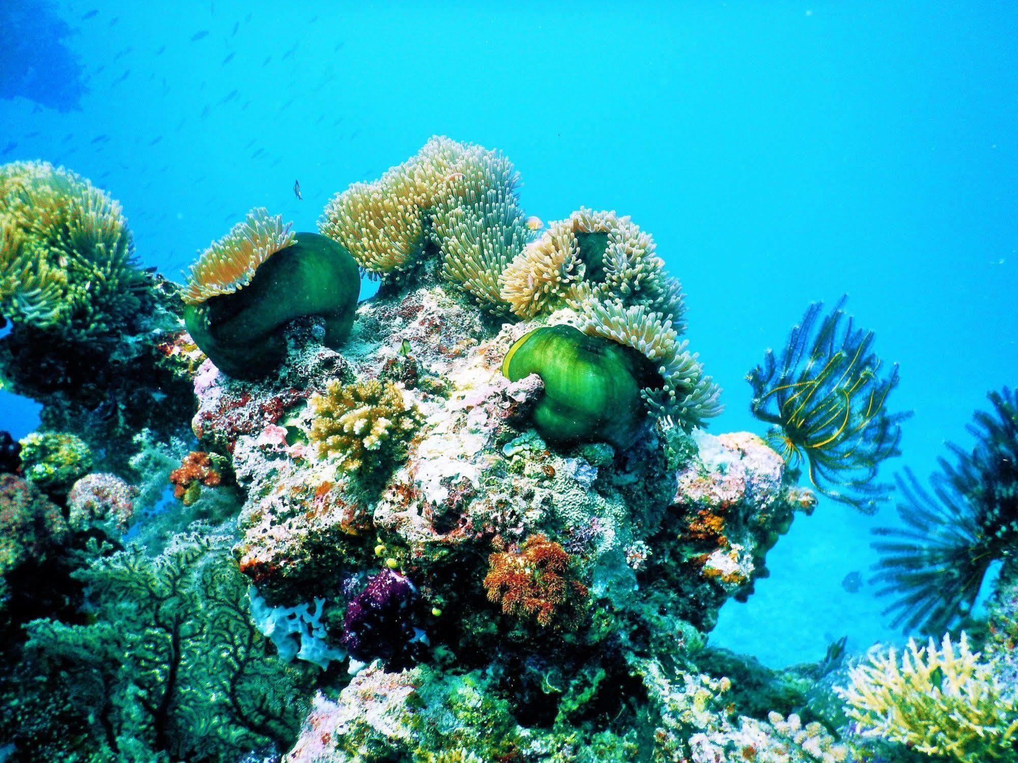 Mai Dive' Astrolabe Reef Resort Naqara Bagian luar foto